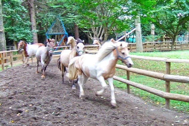 清水公園のポニー,千葉,バーベキュー,清水公園