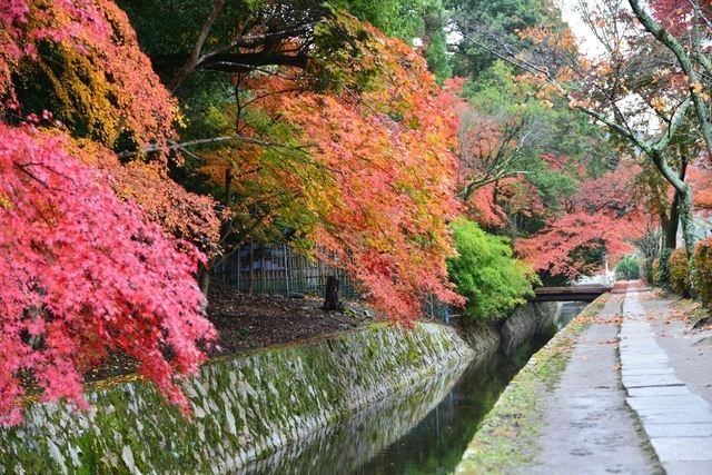 哲学の道,京都,紅葉,子ども