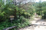 世田山 遊歩道,愛媛,子ども,登山