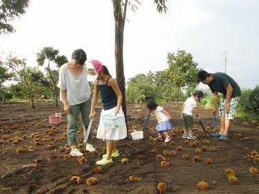 吉田栗園,栗ひろい,栗,くり