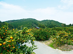 太陽園について,福岡,みかん狩り,おすすめ