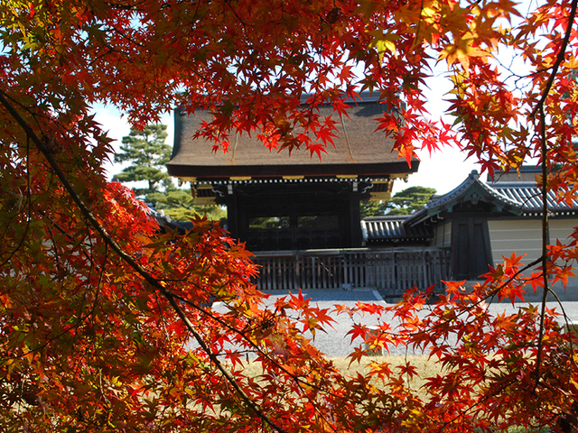 京都御苑,京都,紅葉,おすすめ