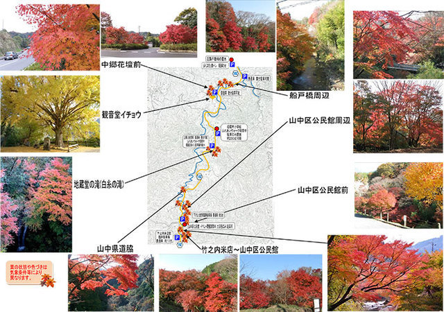 もみじロード,千葉,紅葉,イベント