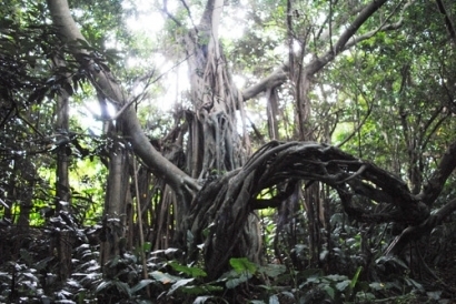 志戸子ガジュマル園,鹿児島,登山,ハイキング