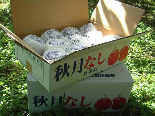 山見梨もぎとり園,梨狩り,福岡,おすすめ