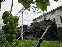秩父観光ぶどう農園,ぶどう狩り,埼玉県,子ども