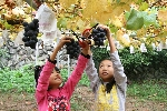 小松沢レジャー農園,ぶどう狩り,埼玉県,子ども