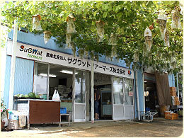 サグワットファーマーズ,ぶどう狩り,愛知県,おすすめ