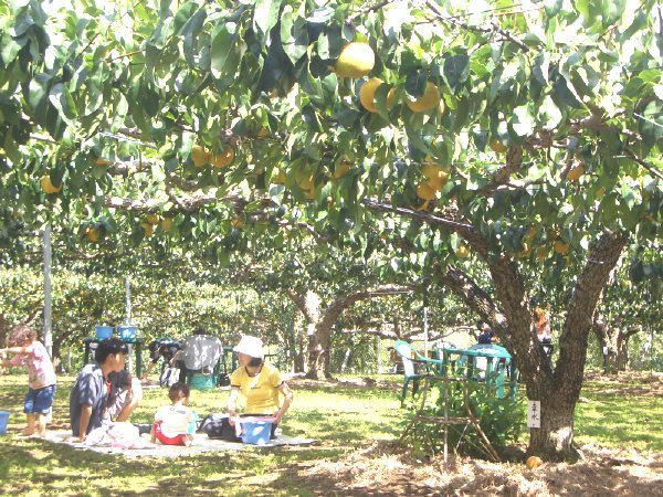 マルダイ大場農園,長野県,梨狩り,子ども