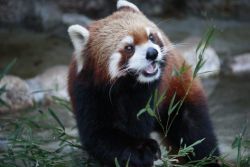 自然動物園行船公園レッサーパンダ,江戸川区,公園,遊具