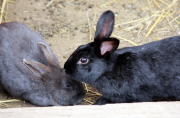 八ヶ岳ウエスタン牧場のうさぎ,八ヶ岳ウエスタン牧場,体験,おすすめ