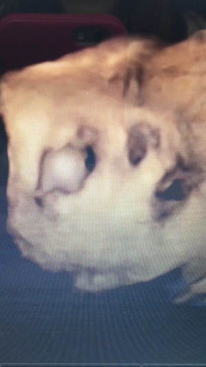 エコー写真 31週6日 31w6d 男の子,妊娠,31週,エコー写真