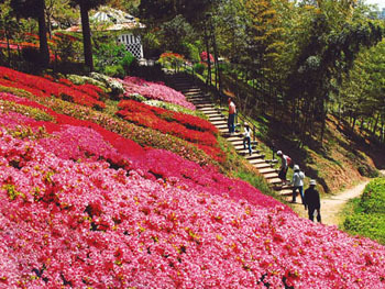 白野江植物公園,福岡県,子どもの写真,植物園