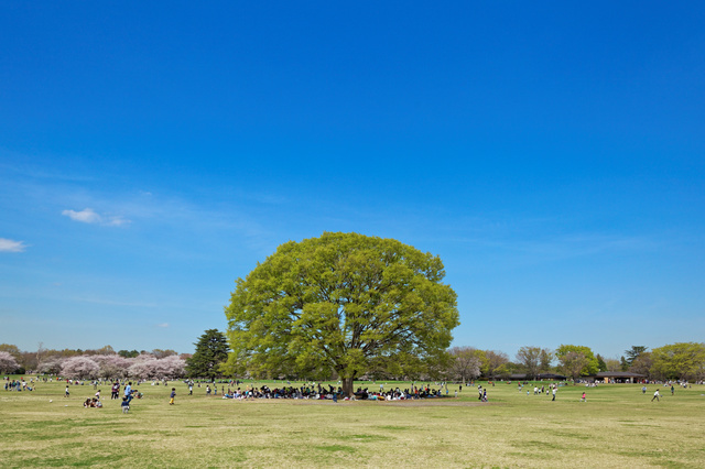 昭和記念公園の芝生,授乳,室,