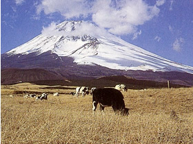 忠ちゃん牧場,体験,観光,牧場