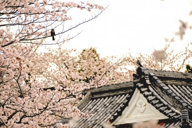 小田原城址公園,,,
