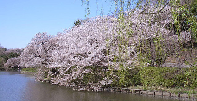 県立三ツ池公園の桜,,,