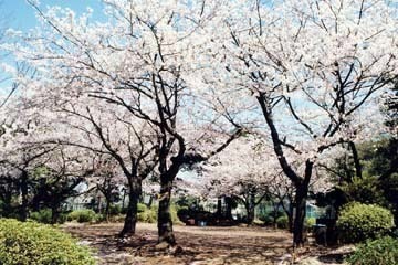 野毛山公園の桜,,,