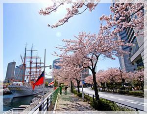 みなとみらいさくら通り、桜,神奈川,花見,名所