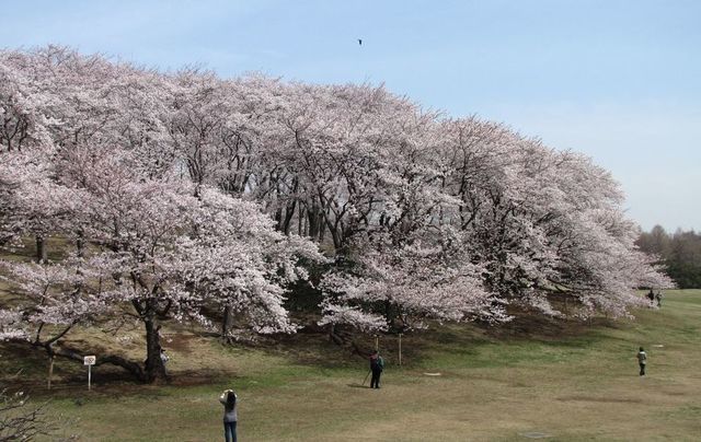 根岸森林公園、桜,神奈川,花見,名所