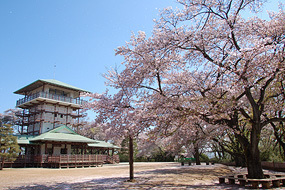 生田緑地、桜,神奈川,花見,名所