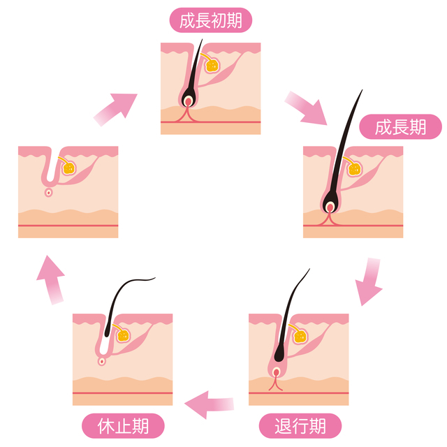 ヘアサイクル,産後,抜け毛,いつまで