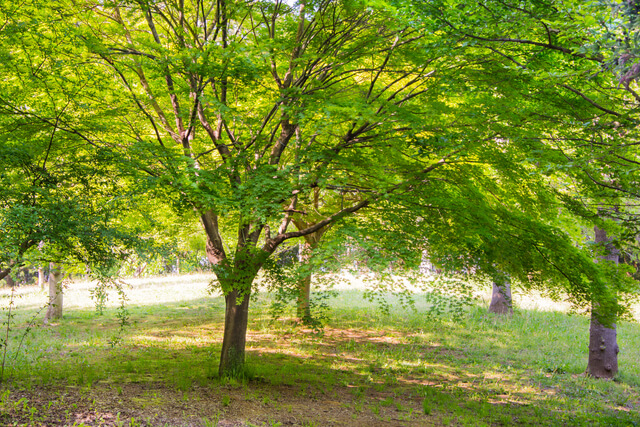 公園,外遊び,子ども,道具