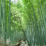 竹林