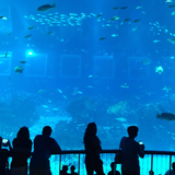 熱帯魚