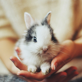 動物