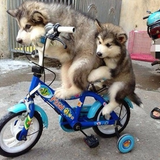 自転車の国サイクルスポーツセンター
