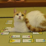 かるた