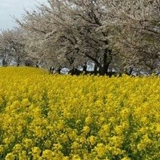 幸手市