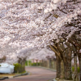 名古屋城