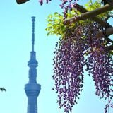 千代田区日比谷公園