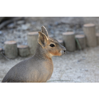 智光山公園こども動物園