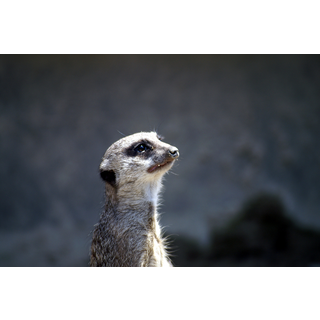 岡崎市東公園動物園