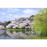 三ツ池公園