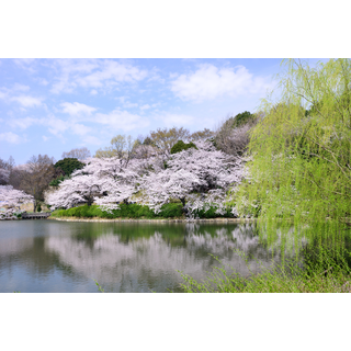 三ツ池公園