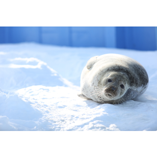おびひろ動物園