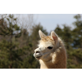 盛岡市動物公園