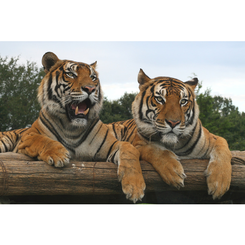 群馬サファリパーク 群馬県 動物園のスポット情報 Cozre コズレ 子育てマガジン