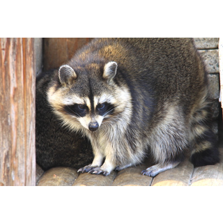 桐生が岡動物園 群馬県 動物園のスポット情報 Cozre コズレ 子育てマガジン