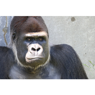 千葉市動物公園