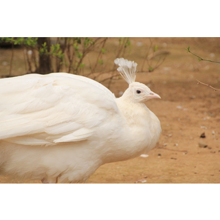 大宮公園小動物園
