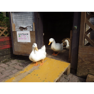 宝登山動物公園