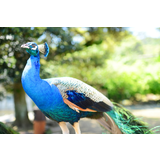 大島公園動物園