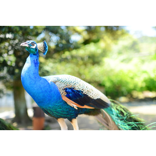 大島公園動物園