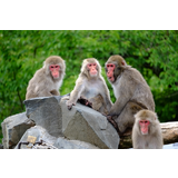 長野市城山動物園