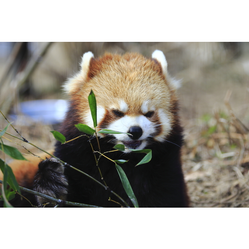 茶臼山動物園 長野県 動物園のスポット情報 Cozre コズレ 子育てマガジン